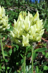 Oxytropis sericea
