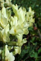 Oxytropis sericea
