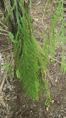 Asplenium flaccidum flaccidum
