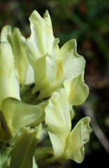 Oxytropis sericea