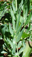 Oxytropis sericea