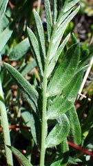 Oxytropis sericea
