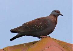 Columba guinea phaeonota