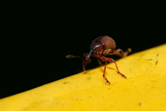 Nanophyinae