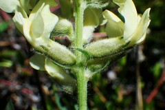 Oxytropis sericea