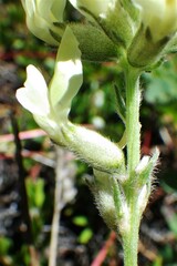 Oxytropis sericea