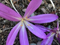 Colchicum autumnale