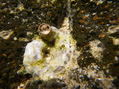 Thylacodes variabilis