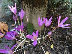 Colchicum autumnale