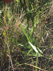 Solidago ptarmicoides