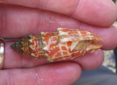 Mitra stictica