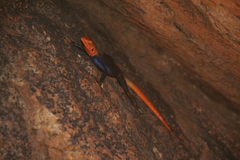 Agama planiceps