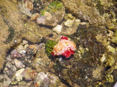 Hexabranchus