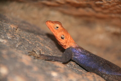 Agama planiceps