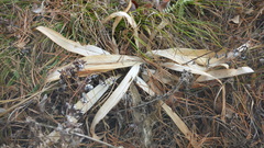 Gentiana macrophylla