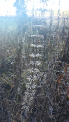 Dracocephalum thymiflorum