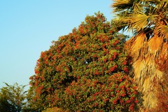Heteromeles arbutifolia