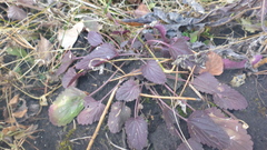 Dracocephalum nutans