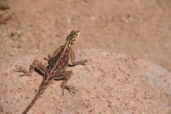 Agama planiceps