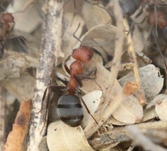Formica integra