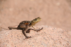 Agama planiceps