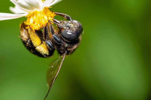 Southern Carpenter Bee photographed in Florida
