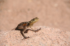 Agama planiceps