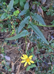 Senecio scandens