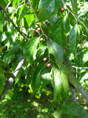 Celtis laevigata laevigata