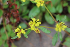 Eriogonum wootonii