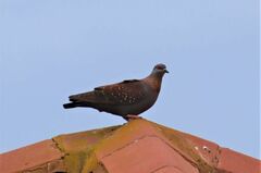 Columba guinea phaeonota