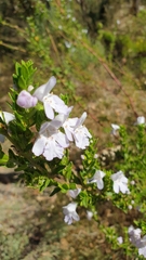 Prostanthera behriana
