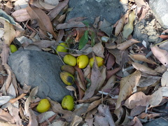 Mangifera indica