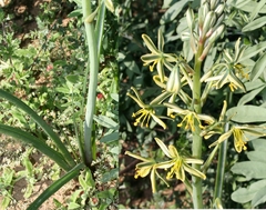 Albuca sabulosa