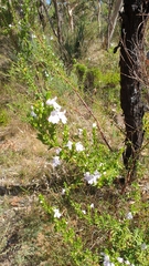Prostanthera behriana
