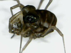 Acropsopilio chilensis