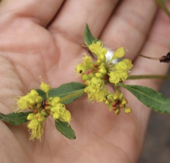 Eriogonum wootonii