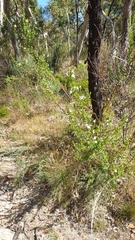 Prostanthera behriana