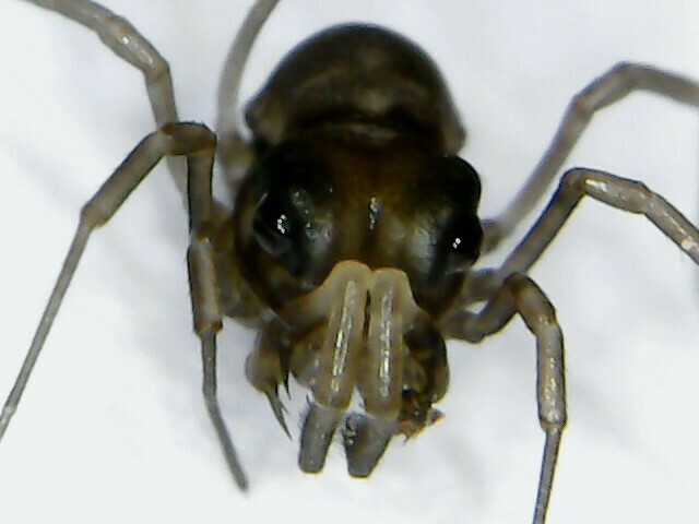 Acropsopilio chilensis