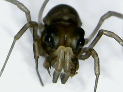 Acropsopilio chilensis