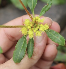 Eriogonum wootonii