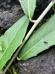 Dolichoderus thoracicus