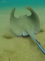 Hypanus berthalutzae