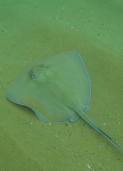 Hypanus berthalutzae