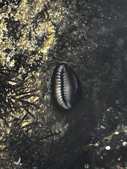 Monetaria caputophidii