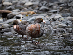 Hymenolaimus malacorhynchos