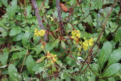 Eriogonum wootonii