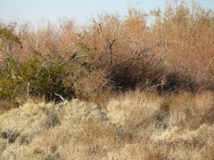 Colaptes