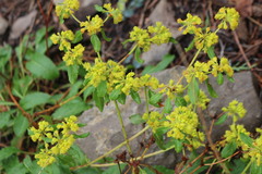 Eriogonum wootonii