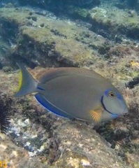Acanthurus bahianus